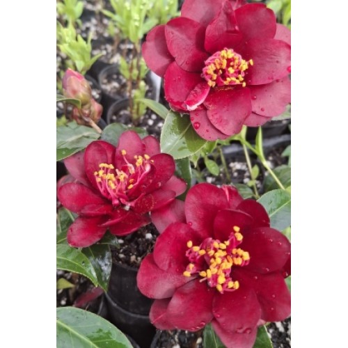 Camellia Night Rider 1 Plants Deep Red Flowering japonica x williamsii